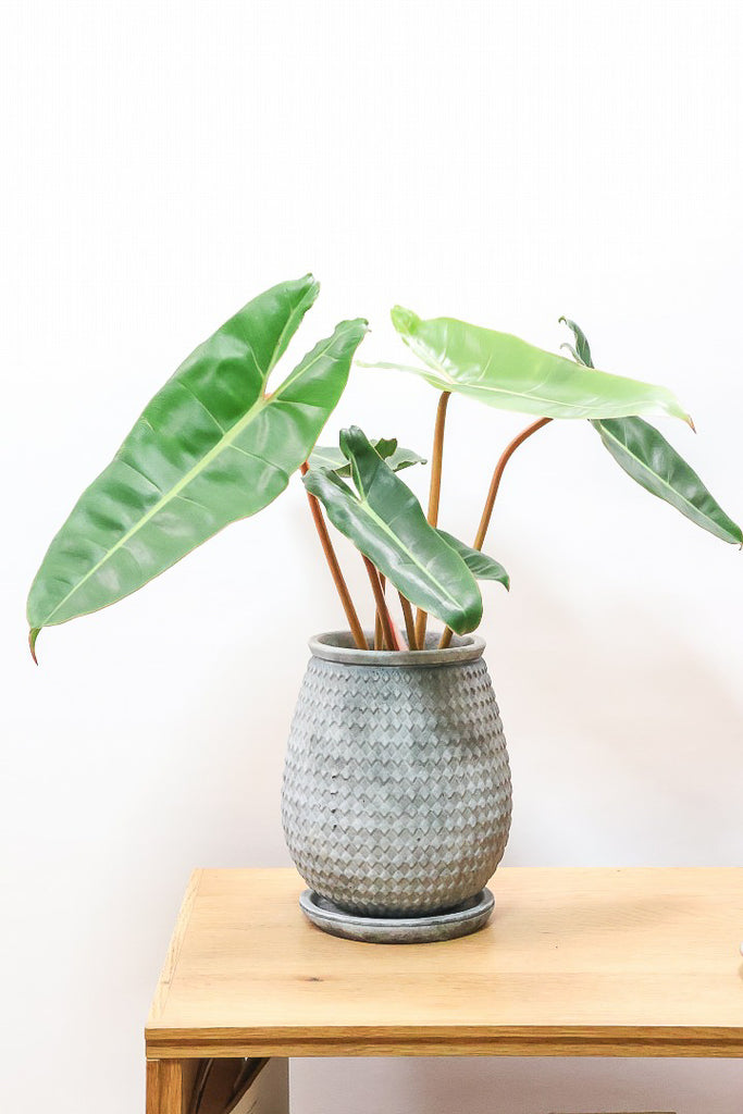 フィロデンドロン ビレッティアGL62563| 観葉植物の通信販売 | APEGO
