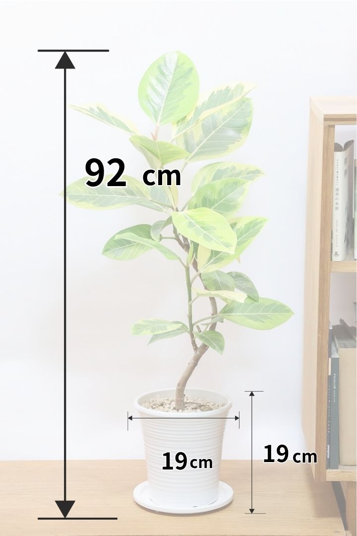 【アルテシマ】全高92cmのナチュラルな樹形！葉色がバツグンにキレイですのでおススメですよ！