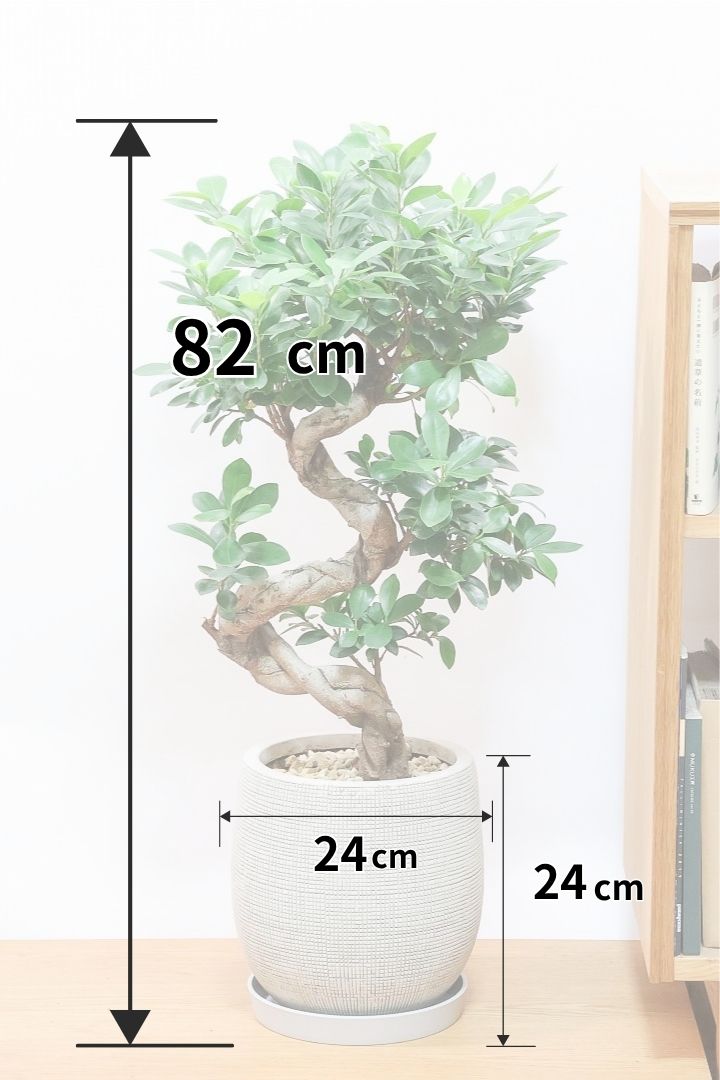【ガジュマル】全高82cmのボリュームがあるタイプ！S字にカーブした幹が個性的！仕入れ時に個性的な枝を選んで仕入れてきました！おすすめです！