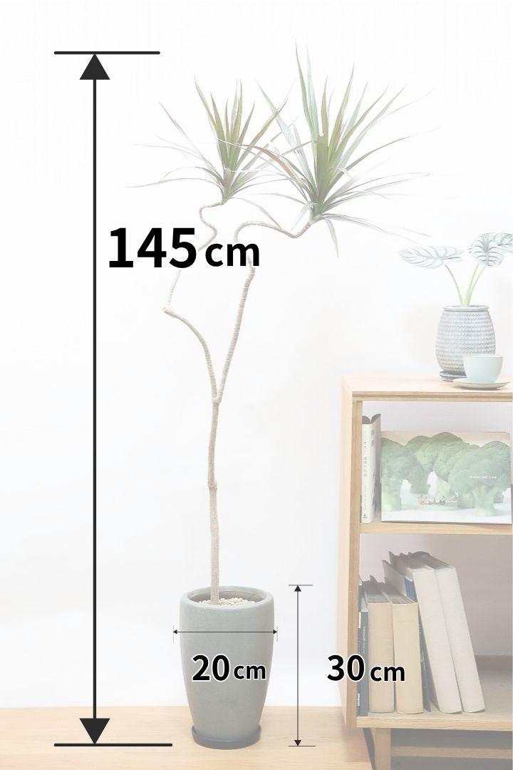 【コンシンネ マジェンタ】全高145cmのスタイリッシュでスリムな樹形！コンシンネの中でも流通量が少ない品種ですよ！