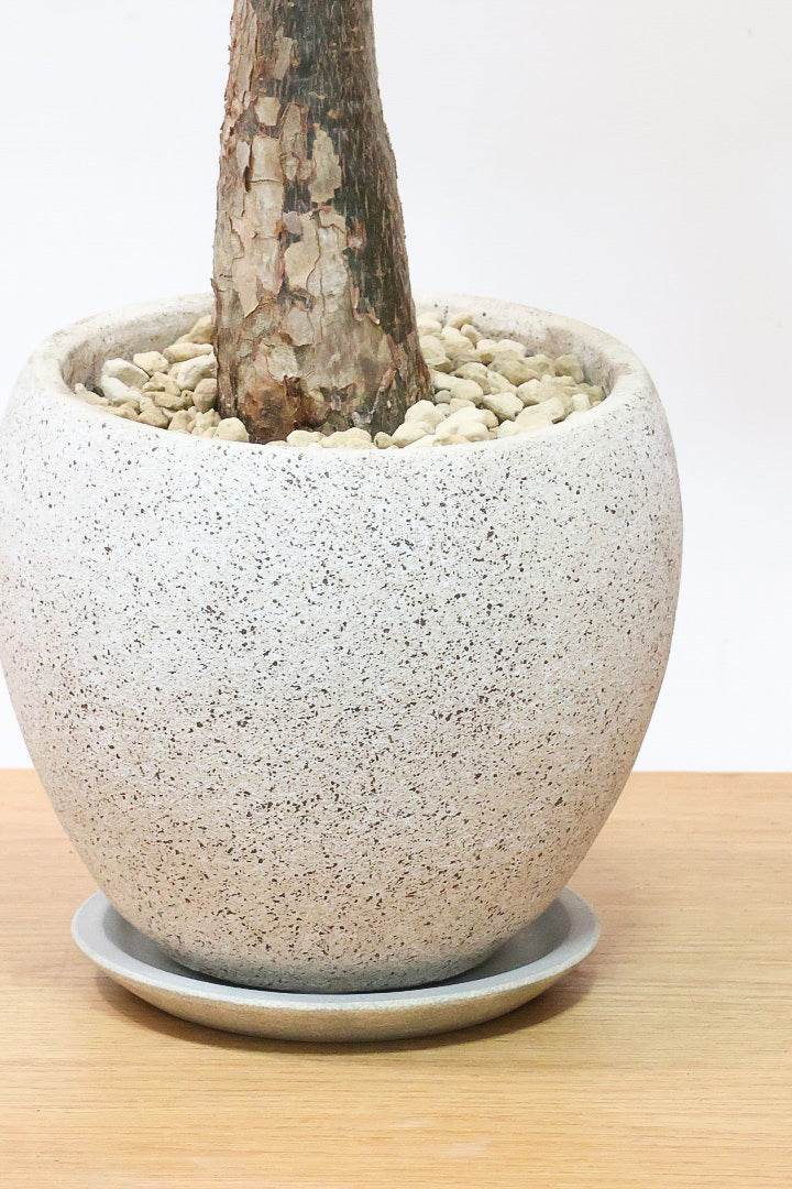 【パキラ ミルキーウェイ】全高75cmの良いサイズ！久々の入荷となりました！葉色がバツグンにキレイですのでおススメですよ！