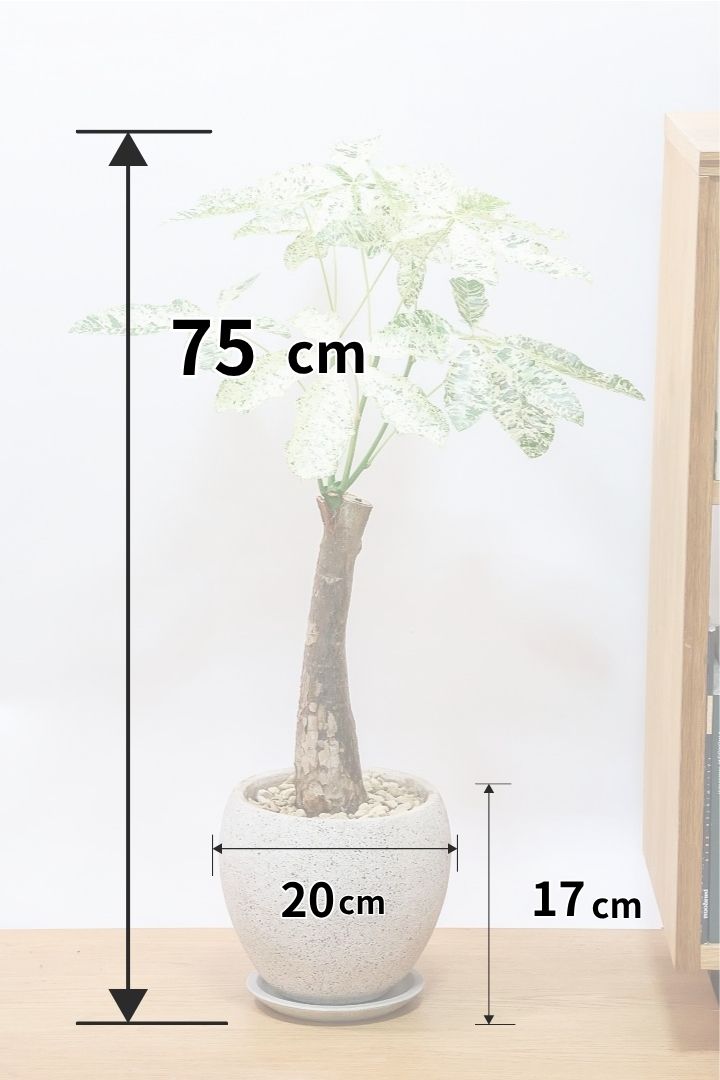 【パキラ ミルキーウェイ】全高75cmの良いサイズ！久々の入荷となりました！葉色がバツグンにキレイですのでおススメですよ！