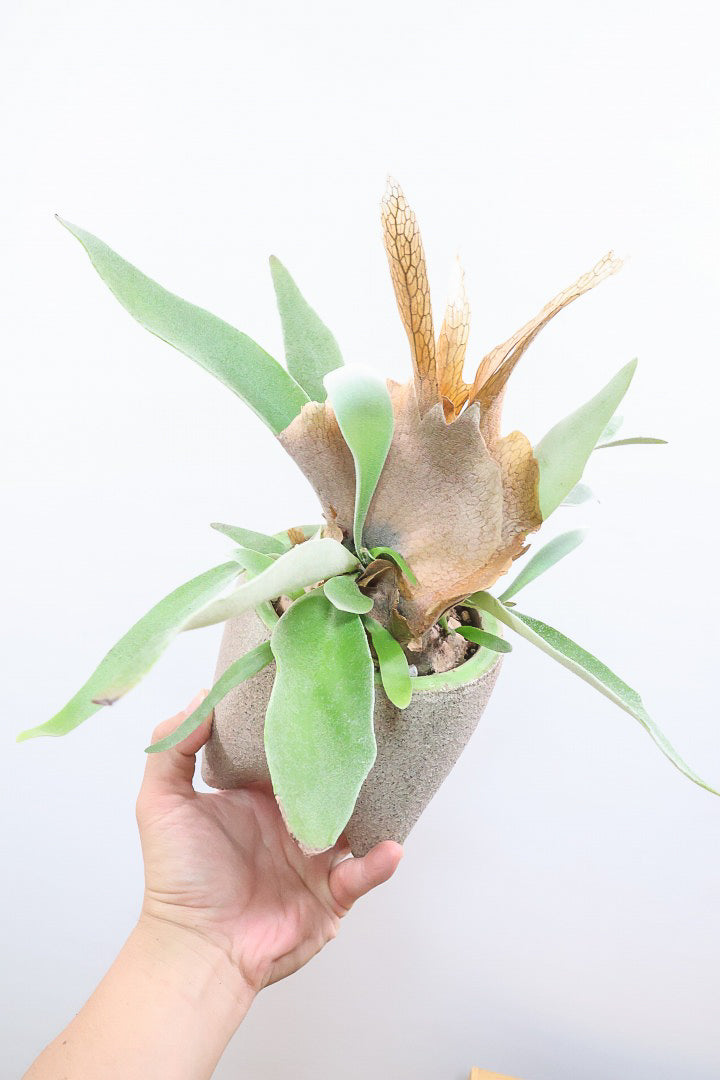 【コウモリラン ベイチー】全高32cmのかわいいサイズ！新作のPOTに合わせました！このサイズ感はかなり希少ですよ！