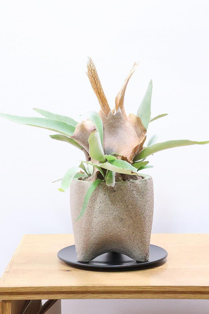 【コウモリラン ベイチー】全高32cmのかわいいサイズ！新作のPOTに合わせました！このサイズ感はかなり希少ですよ！