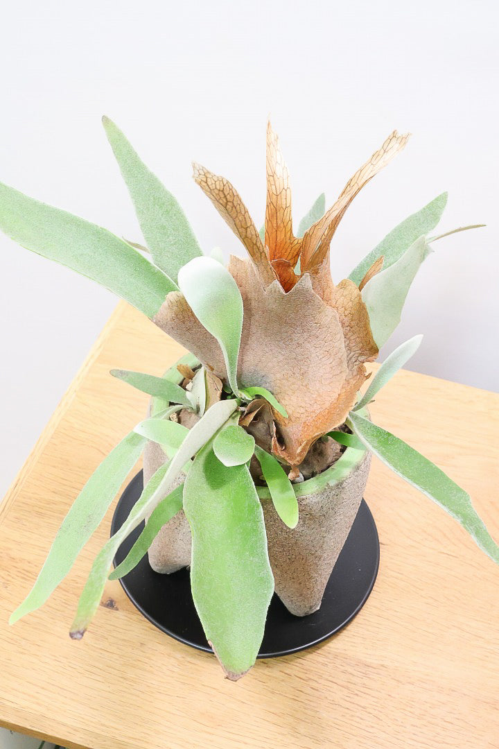 【コウモリラン ベイチー】全高32cmのかわいいサイズ！新作のPOTに合わせました！このサイズ感はかなり希少ですよ！