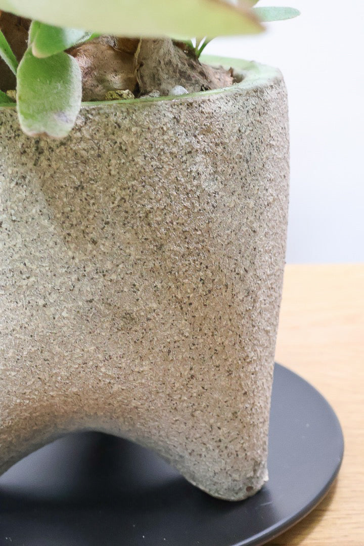 【コウモリラン ベイチー】全高32cmのかわいいサイズ！新作のPOTに合わせました！このサイズ感はかなり希少ですよ！