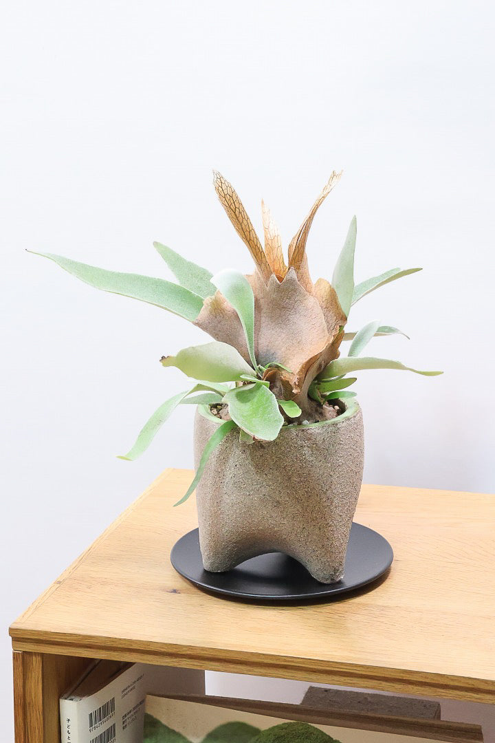 【コウモリラン ベイチー】全高32cmのかわいいサイズ！新作のPOTに合わせました！このサイズ感はかなり希少ですよ！