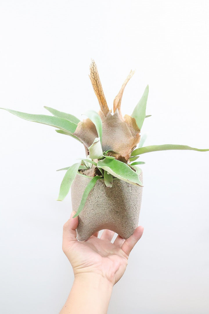 【コウモリラン ベイチー】全高32cmのかわいいサイズ！新作のPOTに合わせました！このサイズ感はかなり希少ですよ！