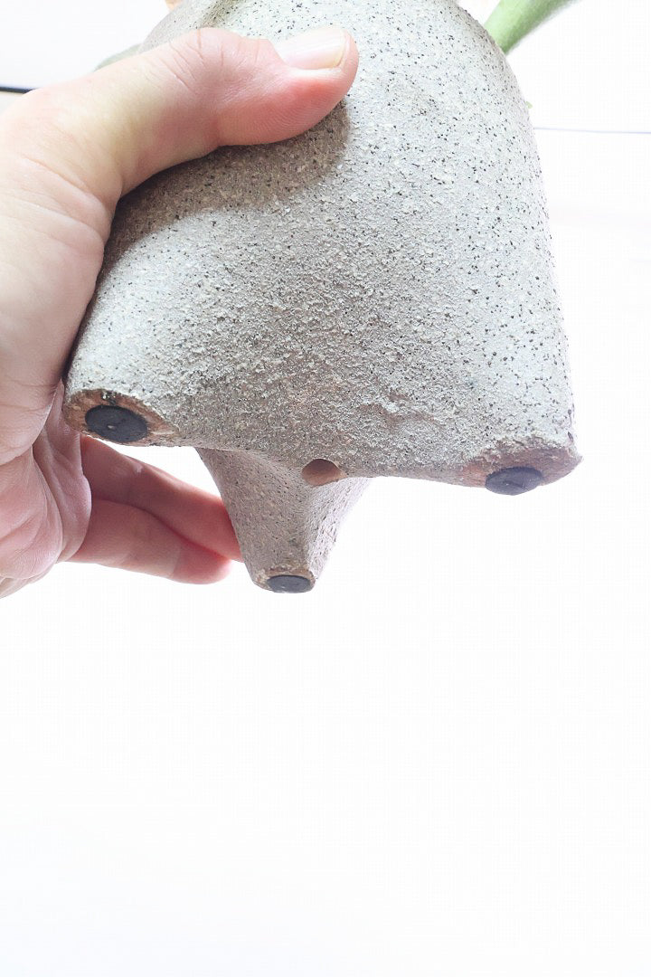 【コウモリラン ベイチー】全高32cmのかわいいサイズ！新作のPOTに合わせました！このサイズ感はかなり希少ですよ！