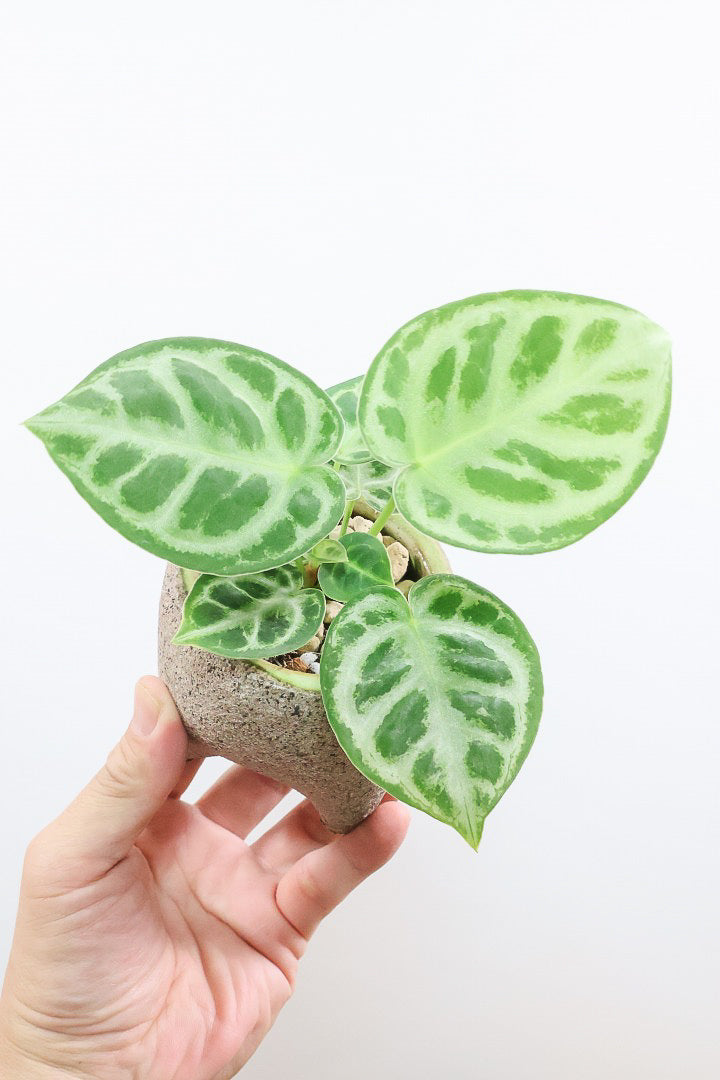 【アンスリウム ドラヤキ】全高18cmのかわいいサイズ！APEGO新作のカワイイ脚付きPOT！これは良い組み合わせだと思う！