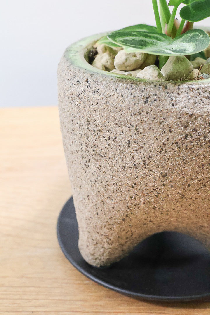 【アンスリウム ドラヤキ】全高18cmのかわいいサイズ！APEGO新作のカワイイ脚付きPOT！これは良い組み合わせだと思う！