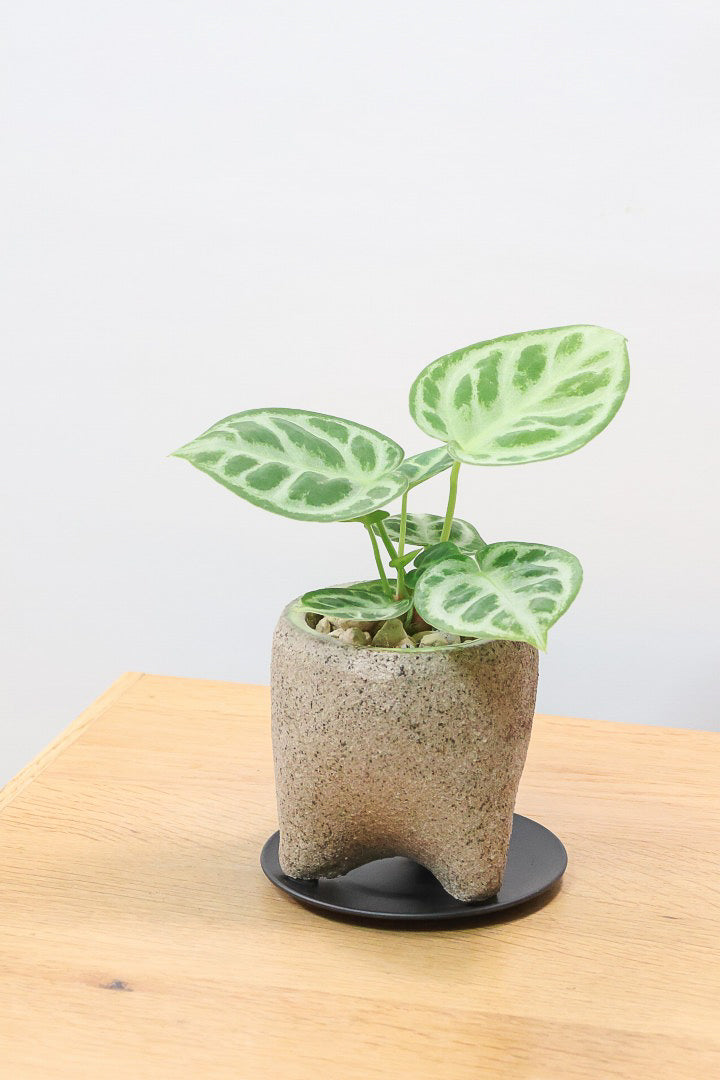 【アンスリウム ドラヤキ】全高18cmのかわいいサイズ！APEGO新作のカワイイ脚付きPOT！これは良い組み合わせだと思う！
