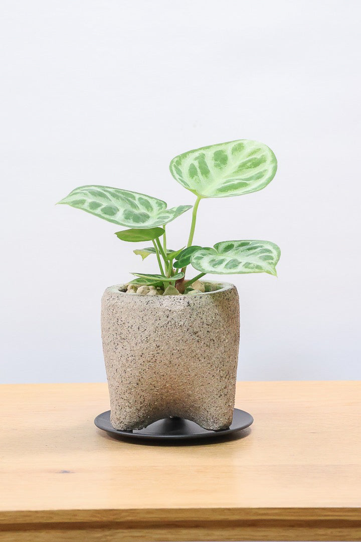 【アンスリウム ドラヤキ】全高18cmのかわいいサイズ！APEGO新作のカワイイ脚付きPOT！これは良い組み合わせだと思う！