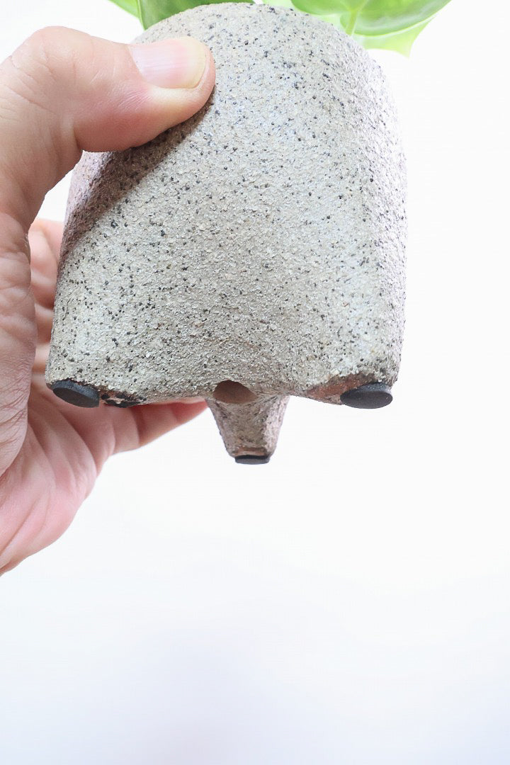 【アンスリウム ドラヤキ】全高18cmのかわいいサイズ！APEGO新作のカワイイ脚付きPOT！これは良い組み合わせだと思う！
