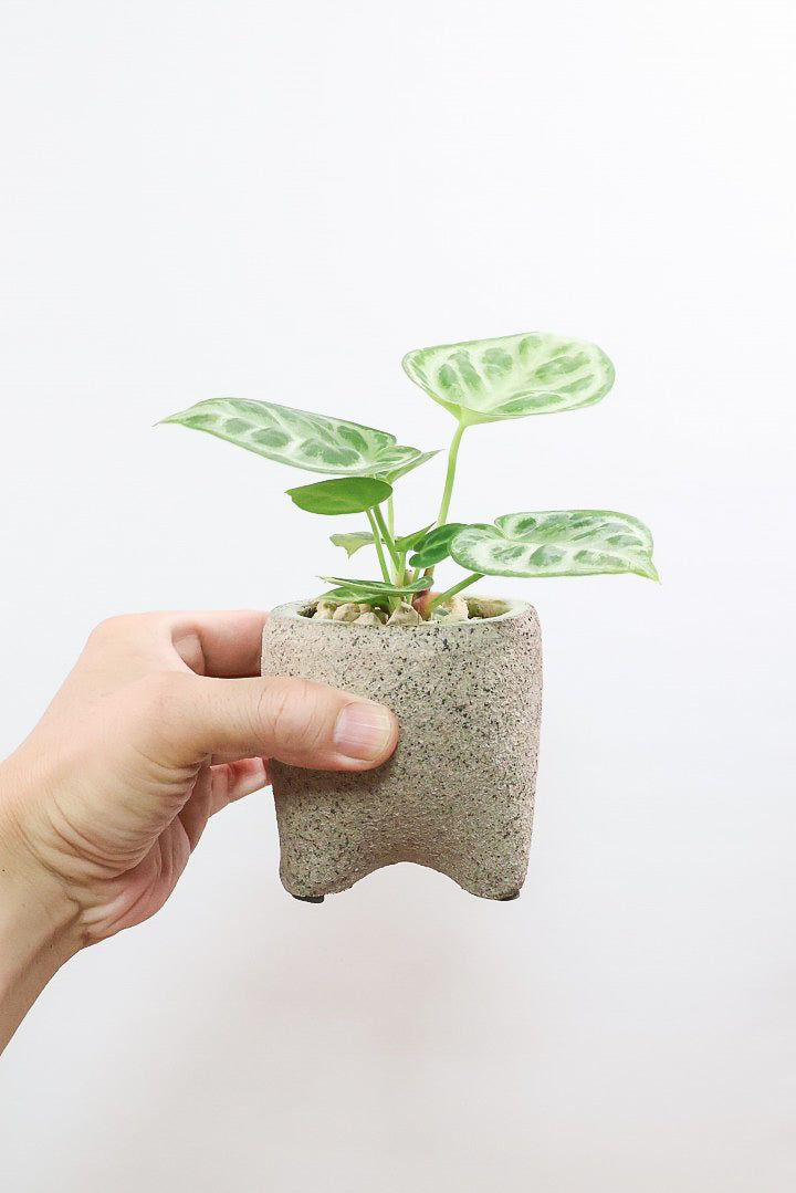 【アンスリウム ドラヤキ】全高18cmのかわいいサイズ！APEGO新作のカワイイ脚付きPOT！これは良い組み合わせだと思う！