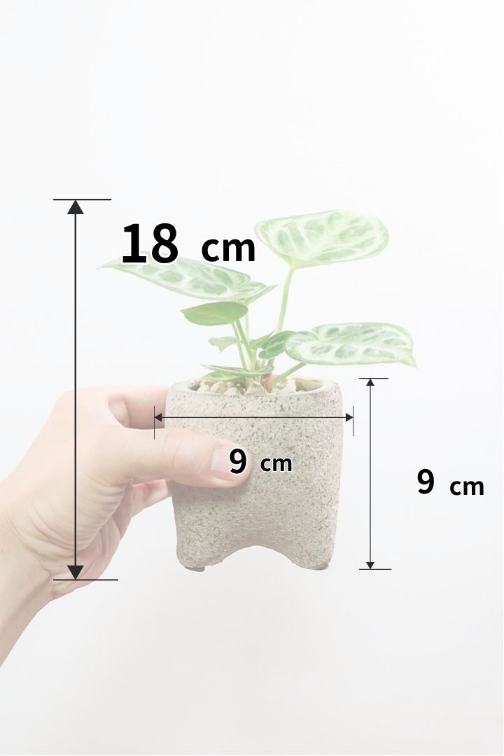 【アンスリウム ドラヤキ】全高18cmのかわいいサイズ！APEGO新作のカワイイ脚付きPOT！これは良い組み合わせだと思う！
