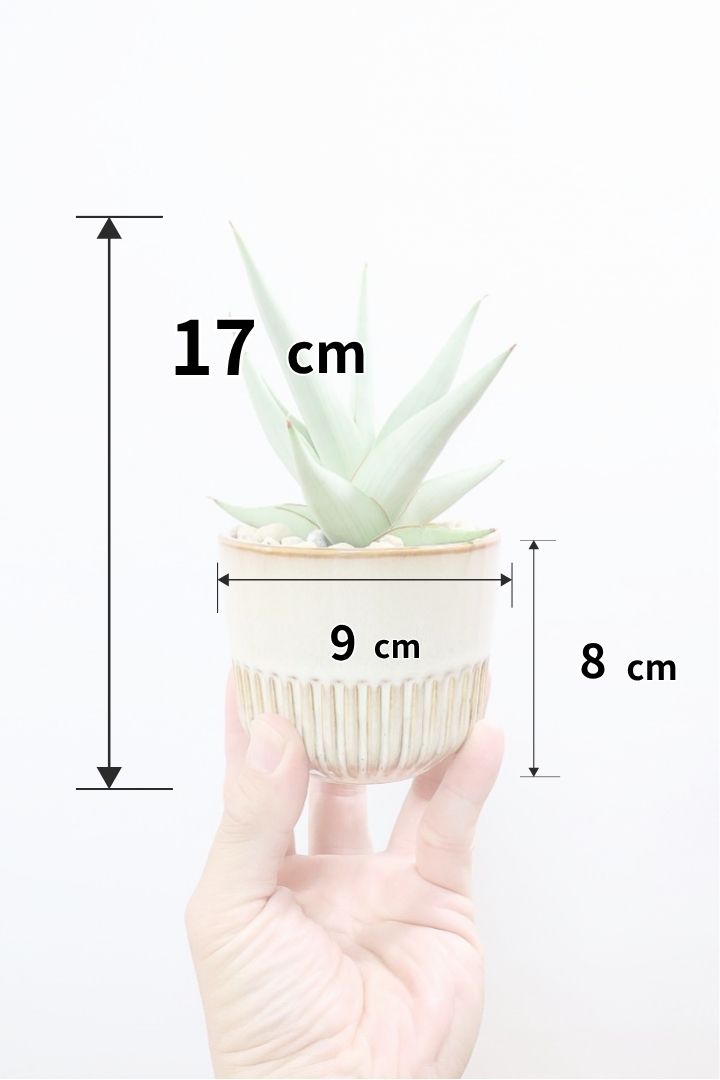 【サンスベリア シャニン】全高17cmのかわいいサイズ！APEGOでは初入荷の品種！シルバーの葉色に惚れ込んで仕入れてきました！
