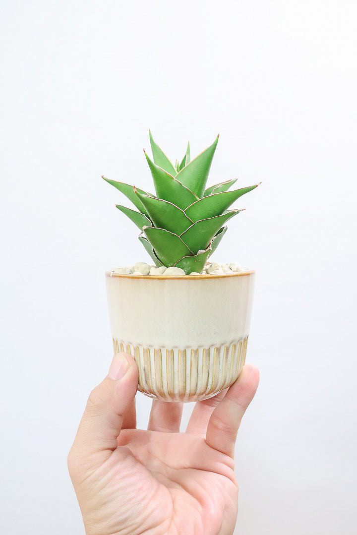 【サンスベリア サムライコンパクタ】全高15cmのかわいいサイズ！APEGOでは初入荷の品種！私も初めて仕入れたほど希少な品種ですよ！