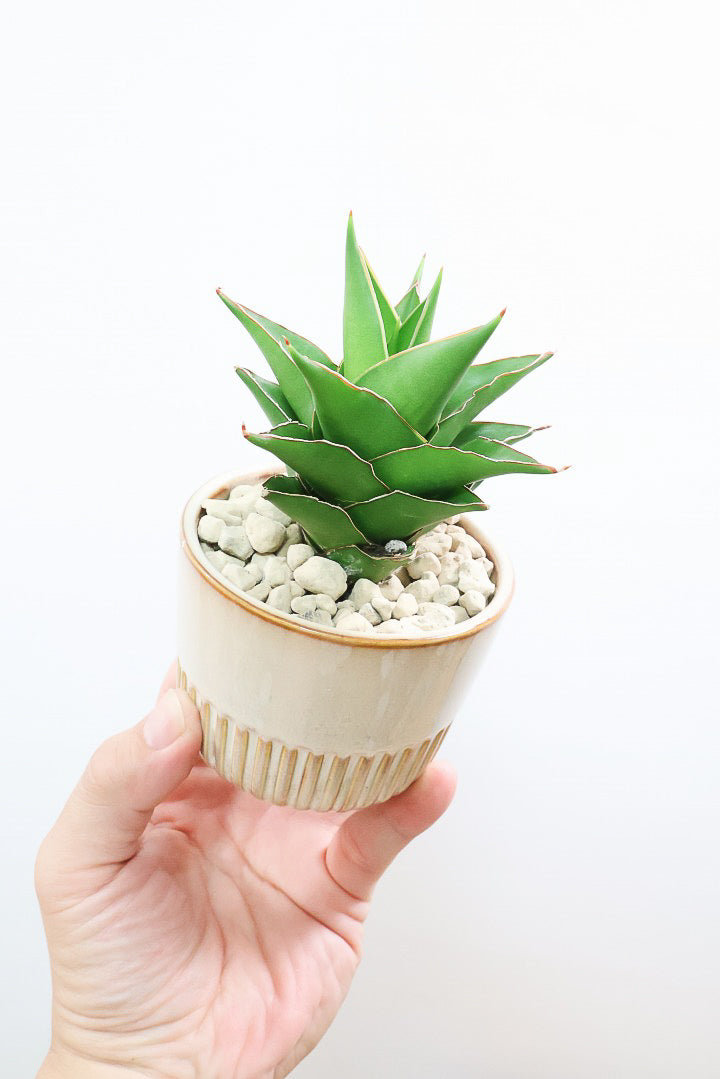 【サンスベリア サムライコンパクタ】全高15cmのかわいいサイズ！APEGOでは初入荷の品種！私も初めて仕入れたほど希少な品種ですよ！