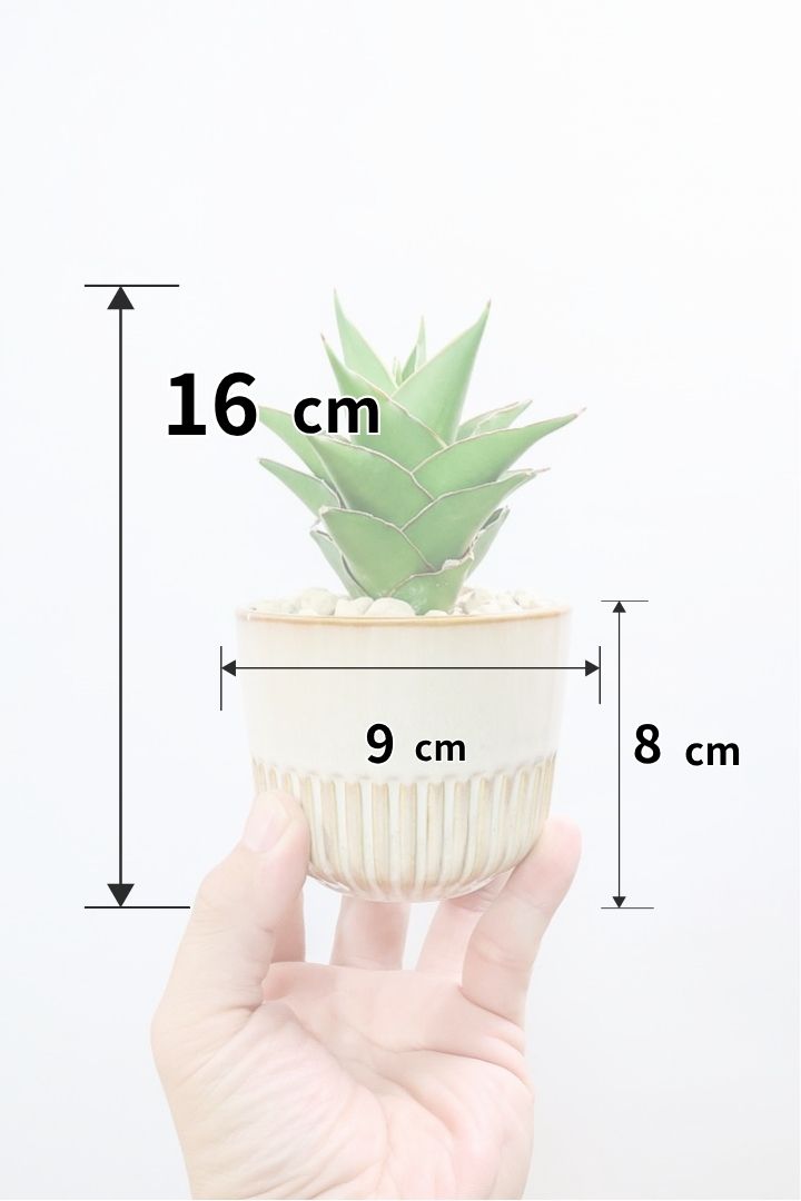 【サンスベリア サムライコンパクタ】全高15cmのかわいいサイズ！APEGOでは初入荷の品種！私も初めて仕入れたほど希少な品種ですよ！