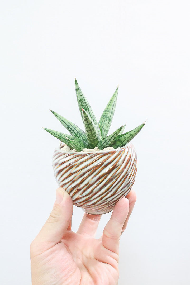 【サンスベリア ヤヤ】全高15cmのかわいいサイズ！APEGOでは初入荷の品種！余談ですが名前がめちゃかわいいと思いましたww