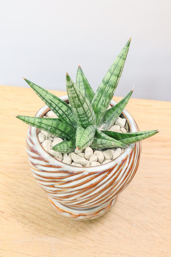 【サンスベリア ヤヤ】全高15cmのかわいいサイズ！APEGOでは初入荷の品種！余談ですが名前がめちゃかわいいと思いましたww