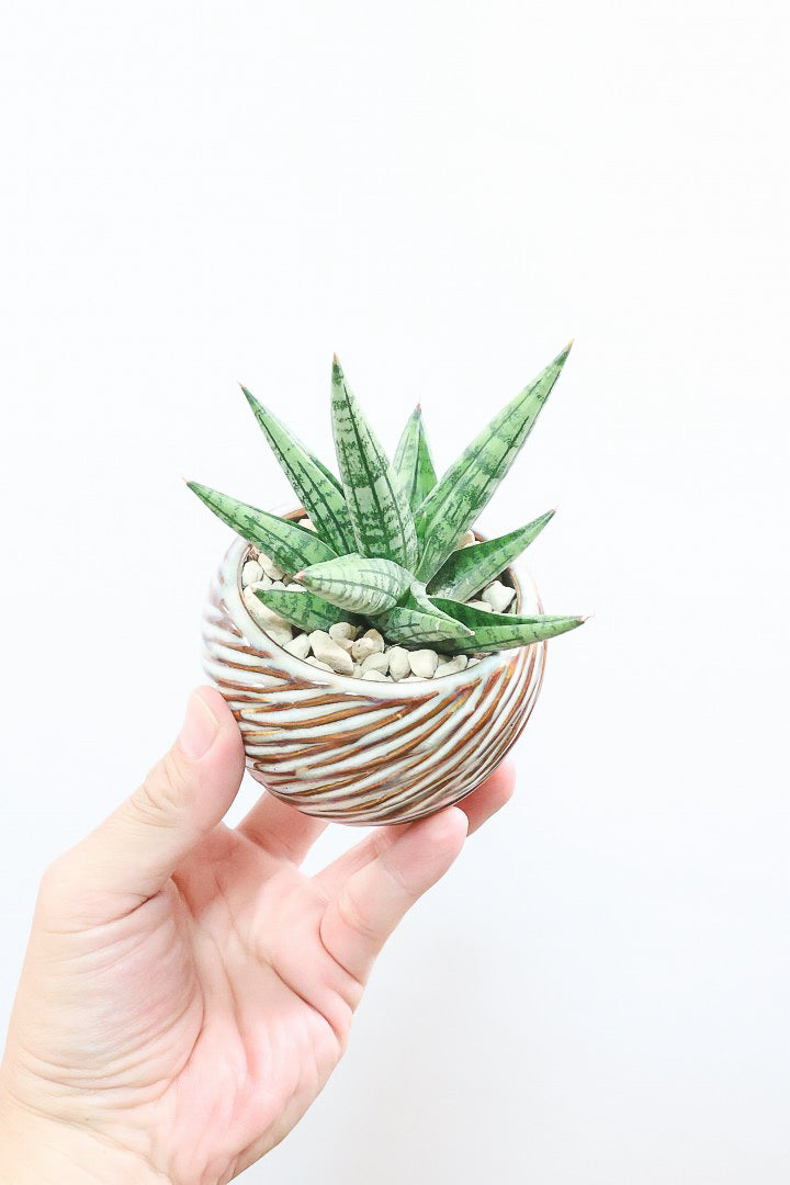 【サンスベリア ヤヤ】全高15cmのかわいいサイズ！APEGOでは初入荷の品種！余談ですが名前がめちゃかわいいと思いましたww