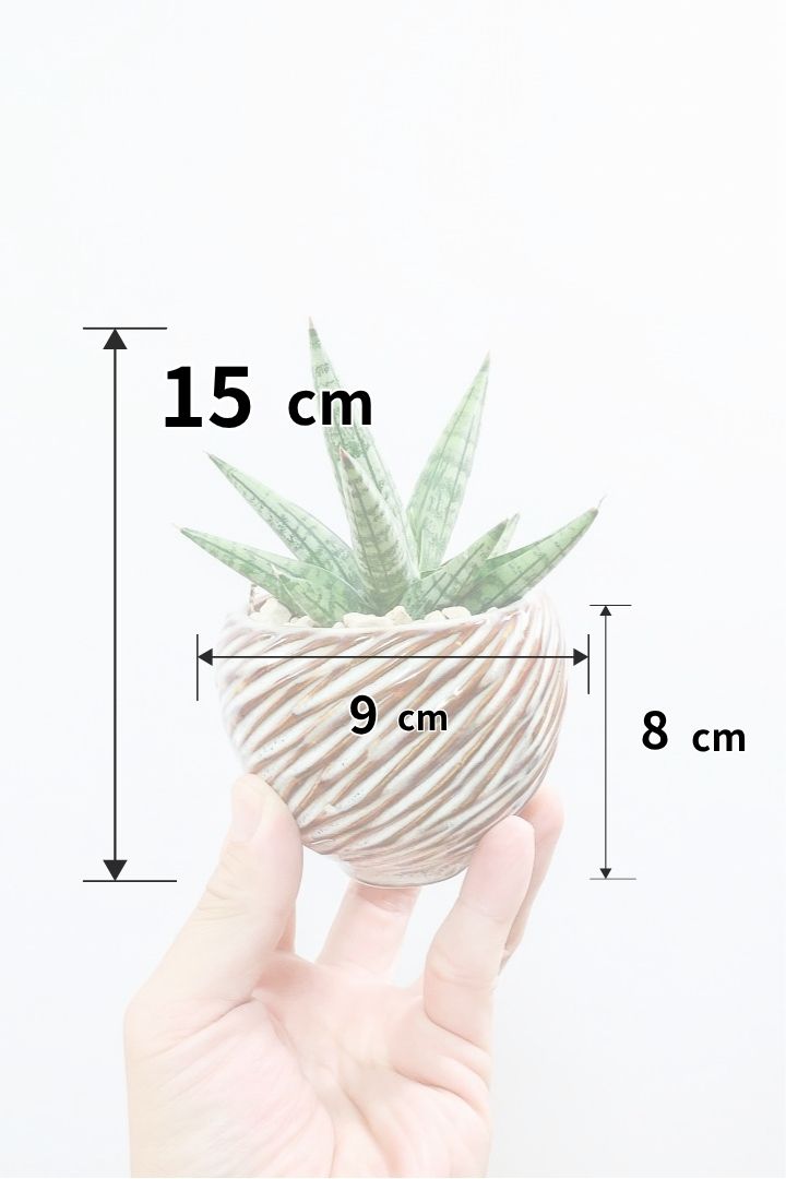 【サンスベリア ヤヤ】全高15cmのかわいいサイズ！APEGOでは初入荷の品種！余談ですが名前がめちゃかわいいと思いましたww