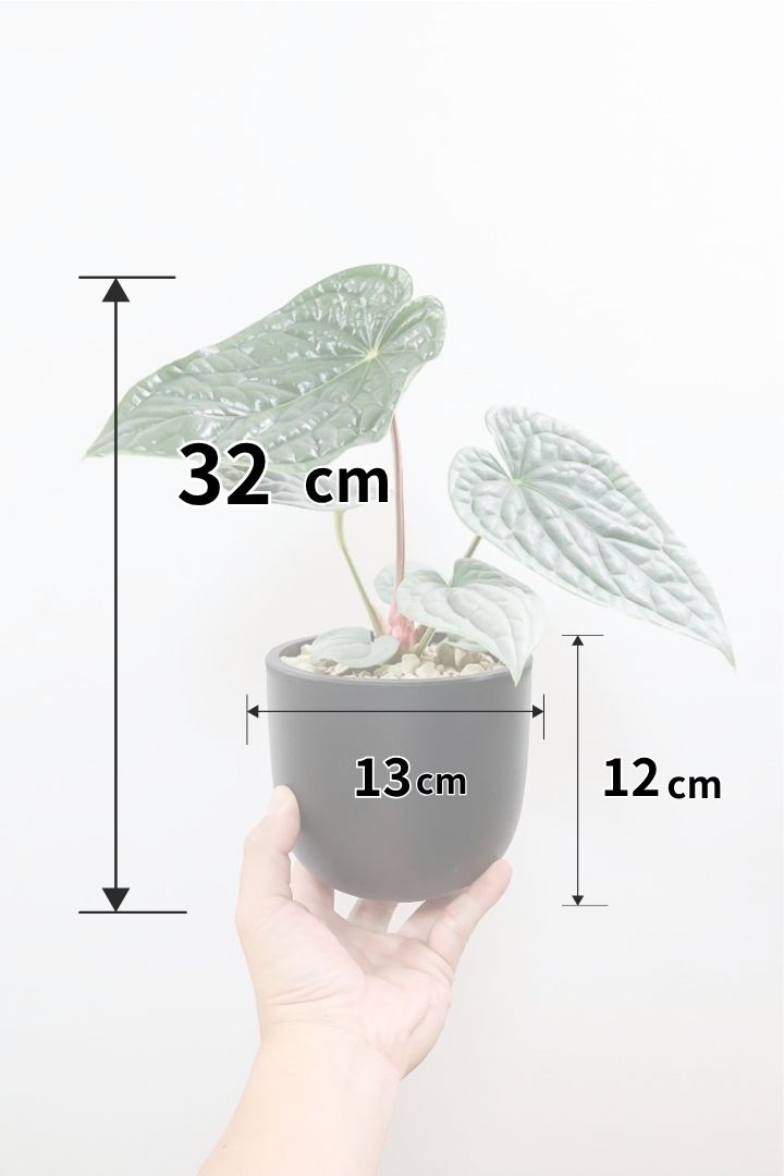 【アンスリウム ルクリアンス】全高32cm！APEGOでは初入荷の品種！硬くしっかりとした美しい葉とこのシルバーの葉色がたまりません！