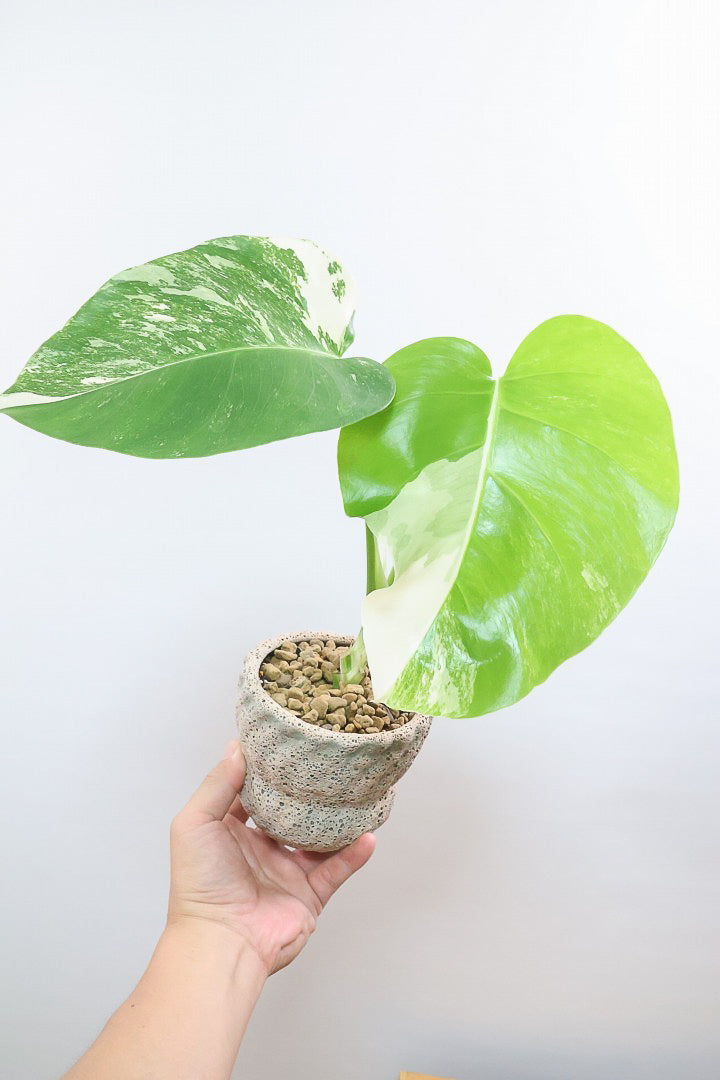 【モンステア ボルシギアナ】全高36cm！一鉢だけ限定入荷！葉模様がバツグンに美しい！他には無いこの葉色のバランスはまさに癒しですよ！