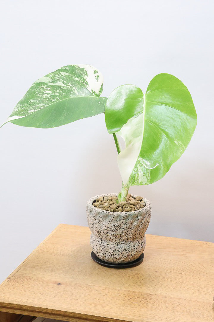 【モンステア ボルシギアナ】全高36cm！一鉢だけ限定入荷！葉模様がバツグンに美しい！他には無いこの葉色のバランスはまさに癒しですよ！