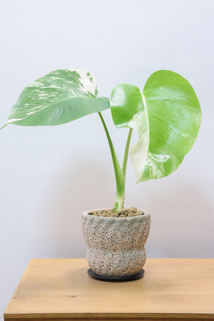 【モンステア ボルシギアナ】全高36cm！一鉢だけ限定入荷！葉模様がバツグンに美しい！他には無いこの葉色のバランスはまさに癒しですよ！