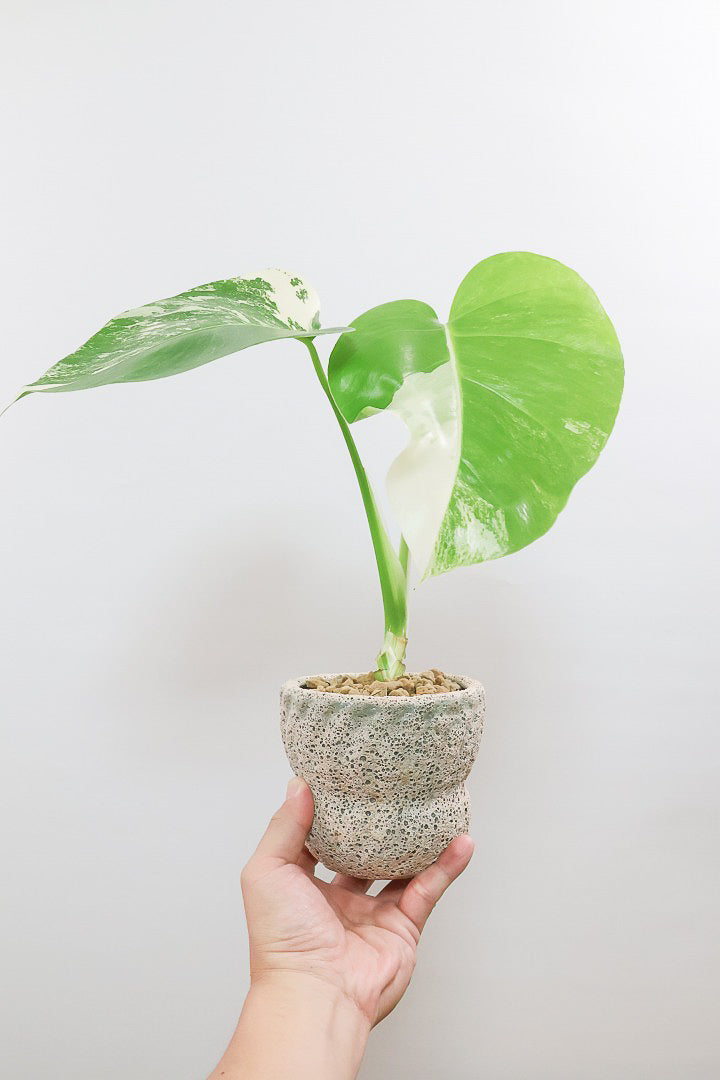 【モンステア ボルシギアナ】全高36cm！一鉢だけ限定入荷！葉模様がバツグンに美しい！他には無いこの葉色のバランスはまさに癒しですよ！