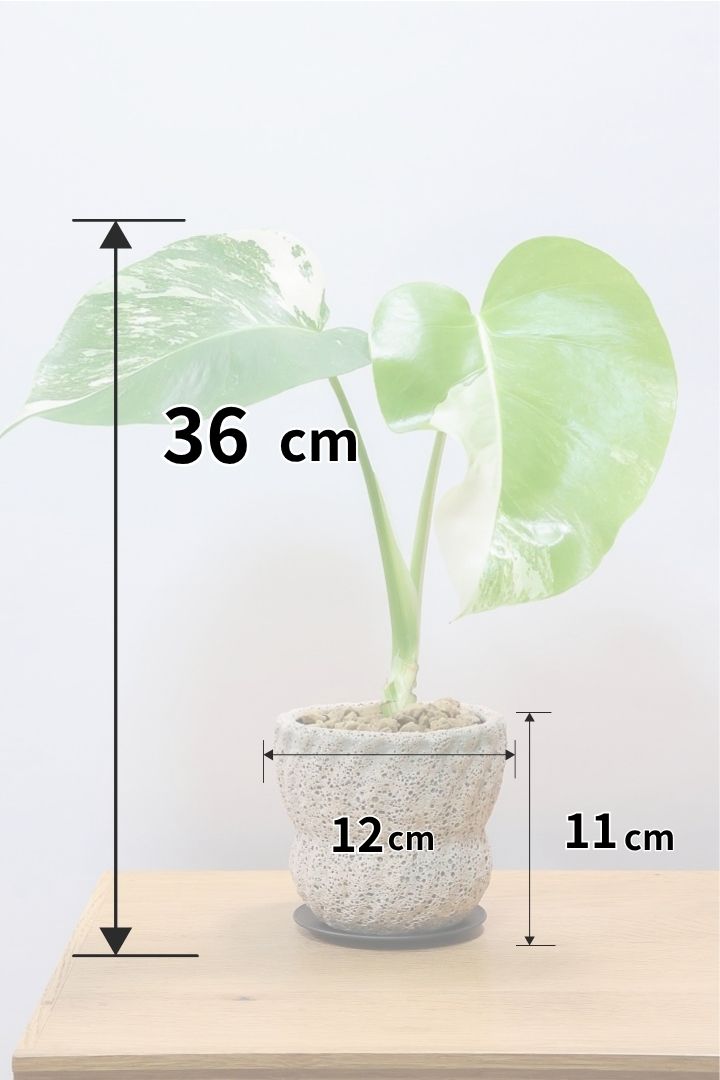 【モンステア ボルシギアナ】全高36cm！一鉢だけ限定入荷！葉模様がバツグンに美しい！他には無いこの葉色のバランスはまさに癒しですよ！
