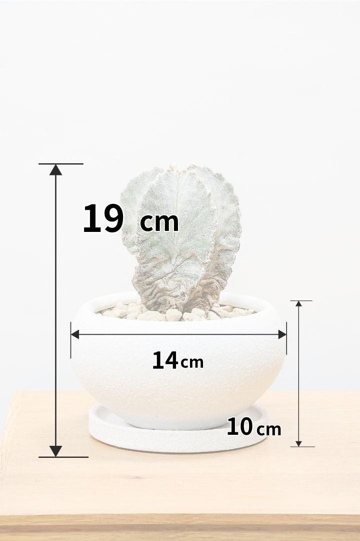 【アストロフィツム ランポウギョク】全高19cmのお手頃なサイズ！ここまで頭が大きい個体は希少です！このサイズでこの価格はお値打ちです！