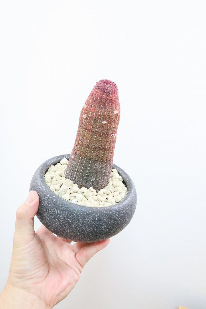 【エキノセレウス 紫太陽】全高23cmのかわいいサイズ！今まで史上、最も紫が濃いのではないでしょうか！この個体は素晴らしいと思います！
