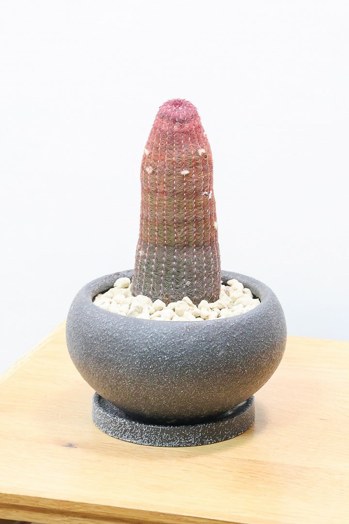 【エキノセレウス 紫太陽】全高23cmのかわいいサイズ！今まで史上、最も紫が濃いのではないでしょうか！この個体は素晴らしいと思います！