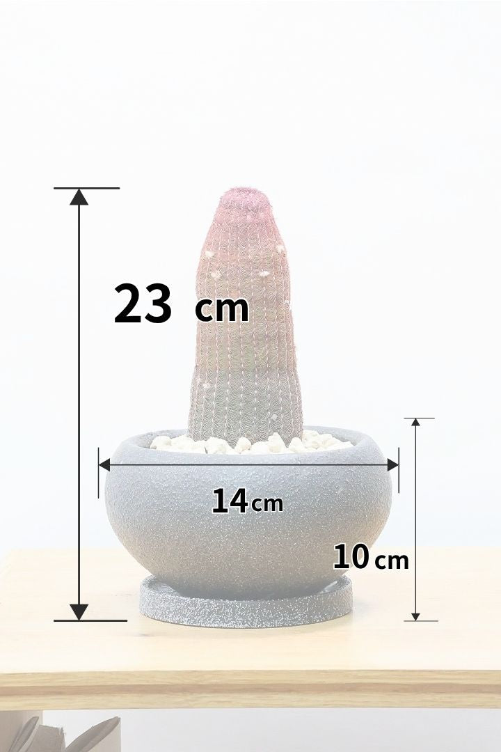 【エキノセレウス 紫太陽】全高23cmのかわいいサイズ！今まで史上、最も紫が濃いのではないでしょうか！この個体は素晴らしいと思います！