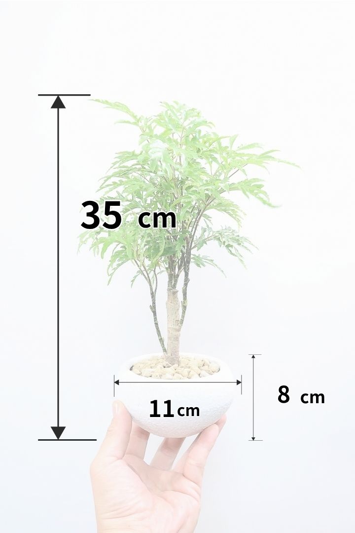 【ポリシャス フルティコーサ】全高35cmのPOTとのバランスがイイ感じの組み合わせ！涼しげな雰囲気がたまらなくかわいい観葉植物です！