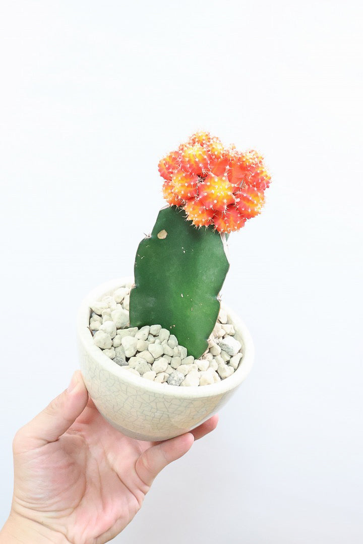 【ギムノカリキウム ヒボタン】全高24cmのかわいいサイズ感！目の覚めるような鮮やかなオレンジの葉色が素敵♪しかも今回はたくさんの子株がくっついています！