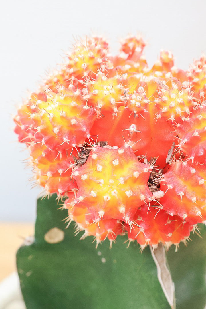 【ギムノカリキウム ヒボタン】全高24cmのかわいいサイズ感！目の覚めるような鮮やかなオレンジの葉色が素敵♪しかも今回はたくさんの子株がくっついています！