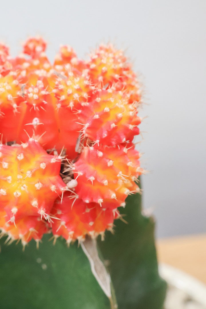 【ギムノカリキウム ヒボタン】全高24cmのかわいいサイズ感！目の覚めるような鮮やかなオレンジの葉色が素敵♪しかも今回はたくさんの子株がくっついています！