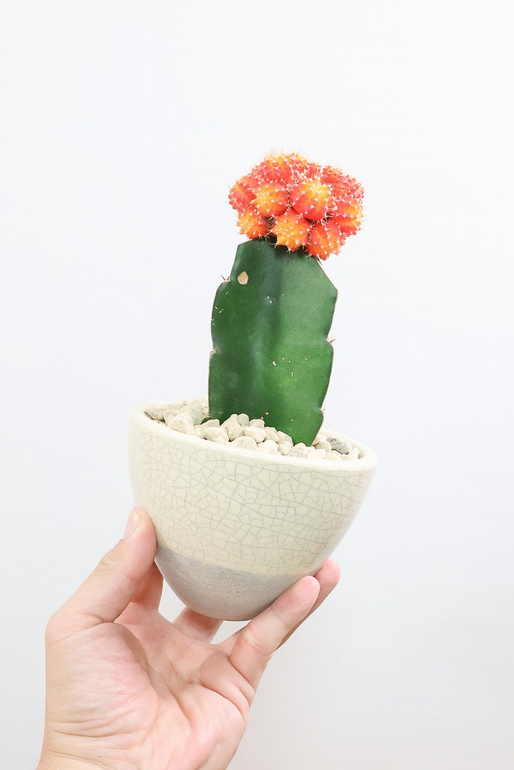【ギムノカリキウム ヒボタン】全高24cmのかわいいサイズ感！目の覚めるような鮮やかなオレンジの葉色が素敵♪しかも今回はたくさんの子株がくっついています！