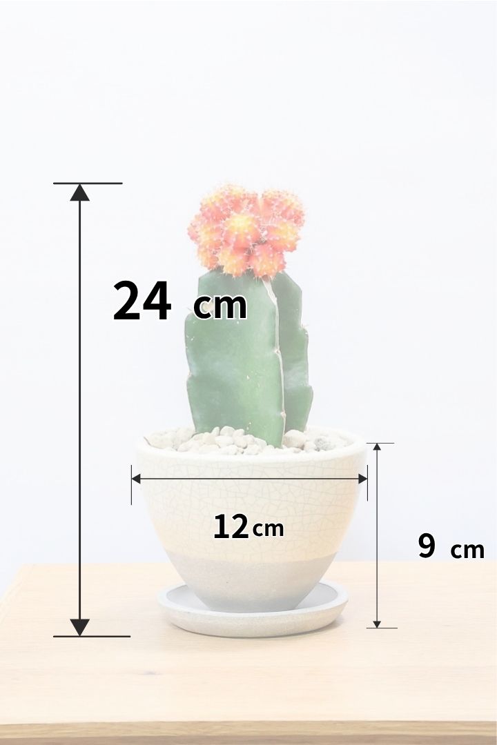 【ギムノカリキウム ヒボタン】全高24cmのかわいいサイズ感！目の覚めるような鮮やかなオレンジの葉色が素敵♪しかも今回はたくさんの子株がくっついています！