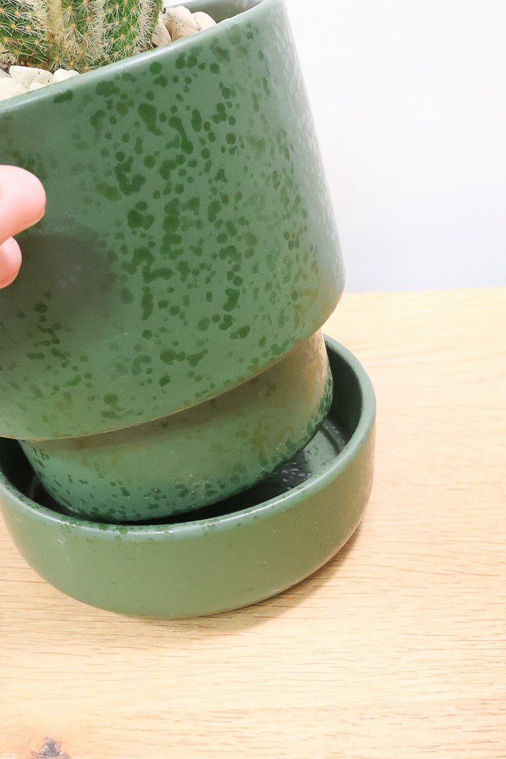【サボテン ヒルデウィンテラ】全高27cmのかわいいスタイル！今回はボリュームがあるタイプですのでオススメ！
