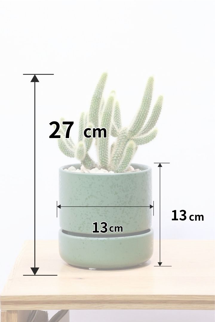 【サボテン ヒルデウィンテラ】全高27cmのかわいいスタイル！今回はボリュームがあるタイプですのでオススメ！