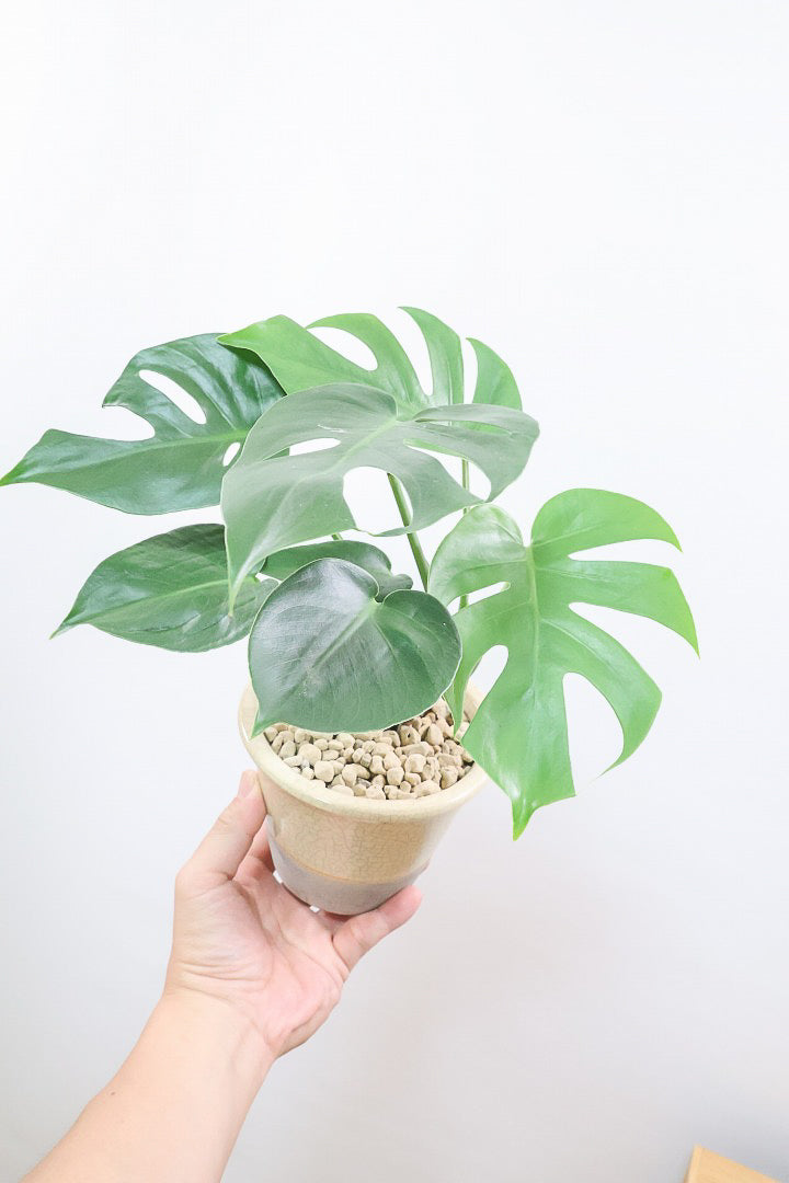 【モンステラ コンパクター】全高33cmのボリュームあるタイプ！人気のギュッとコンパクトにまとまる品種です！