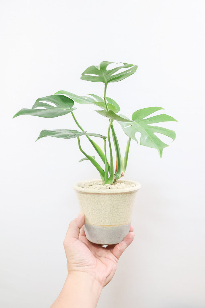 【モンステラ コンパクター】全高33cmのボリュームあるタイプ！人気のギュッとコンパクトにまとまる品種です！