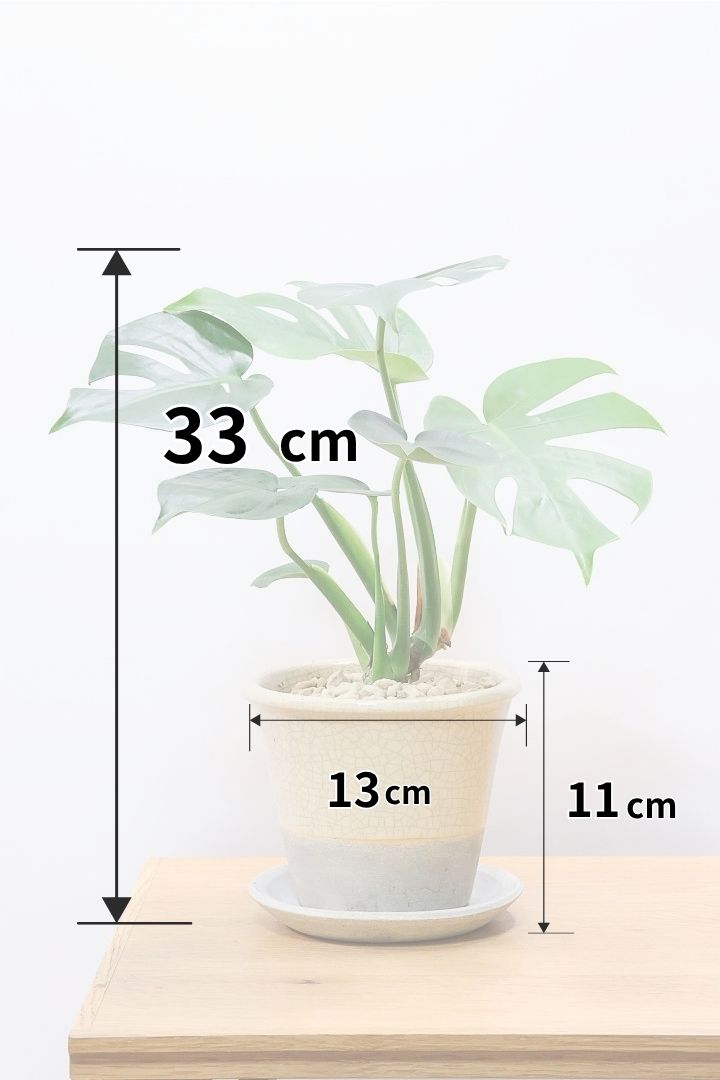 【モンステラ コンパクター】全高33cmのボリュームあるタイプ！人気のギュッとコンパクトにまとまる品種です！