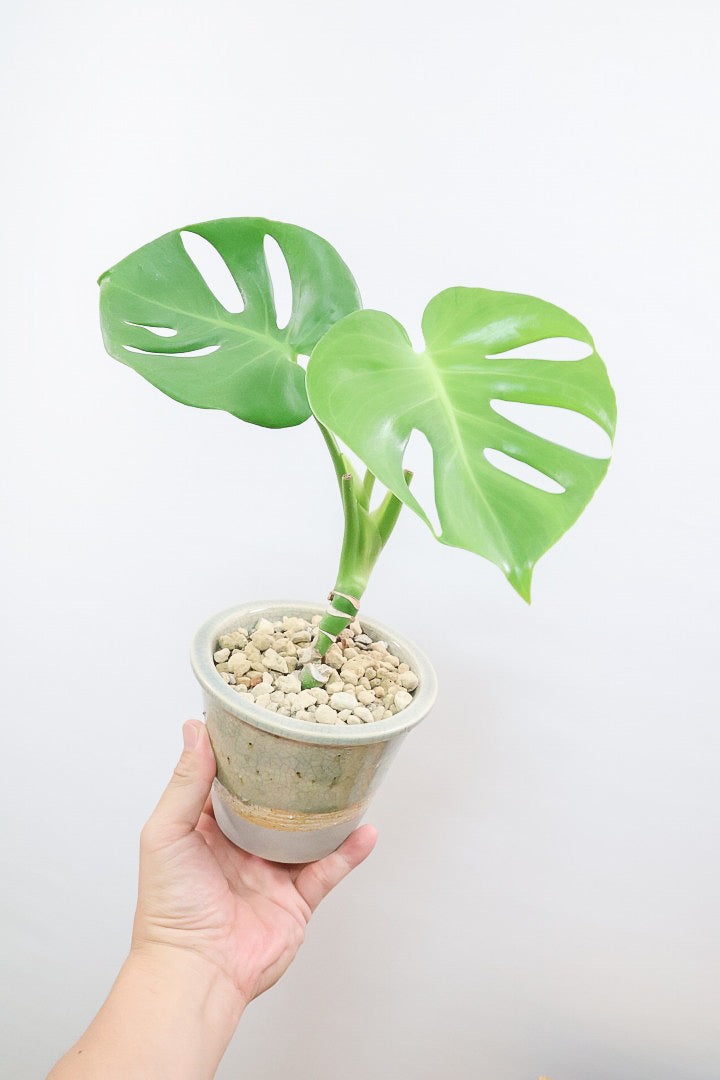 【モンステラ】全高35cm！かわいい幹上がりの面白い樹形です！他には無いイイ感じの樹形だと思います！